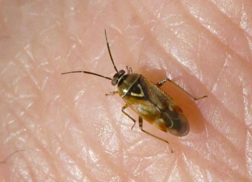 Réf. 217 426 : Orthops sp.